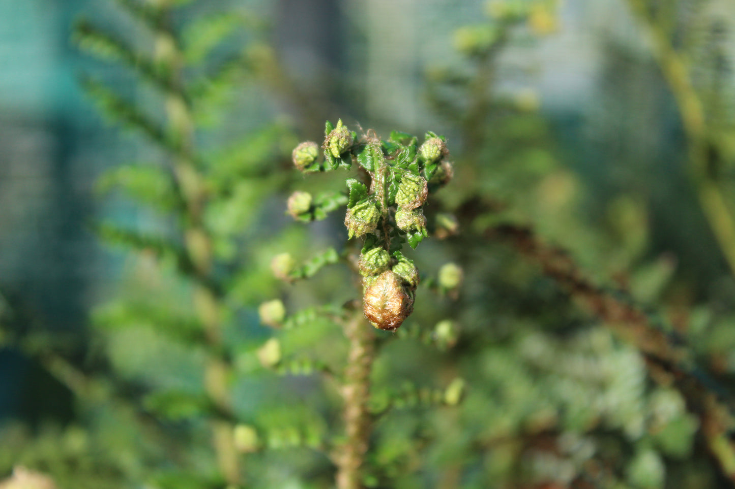 Polystichum proliferum 2
