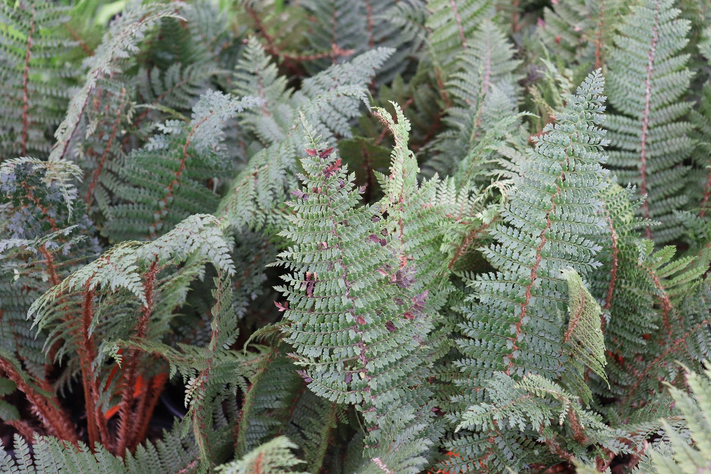 Polystichum vestitum