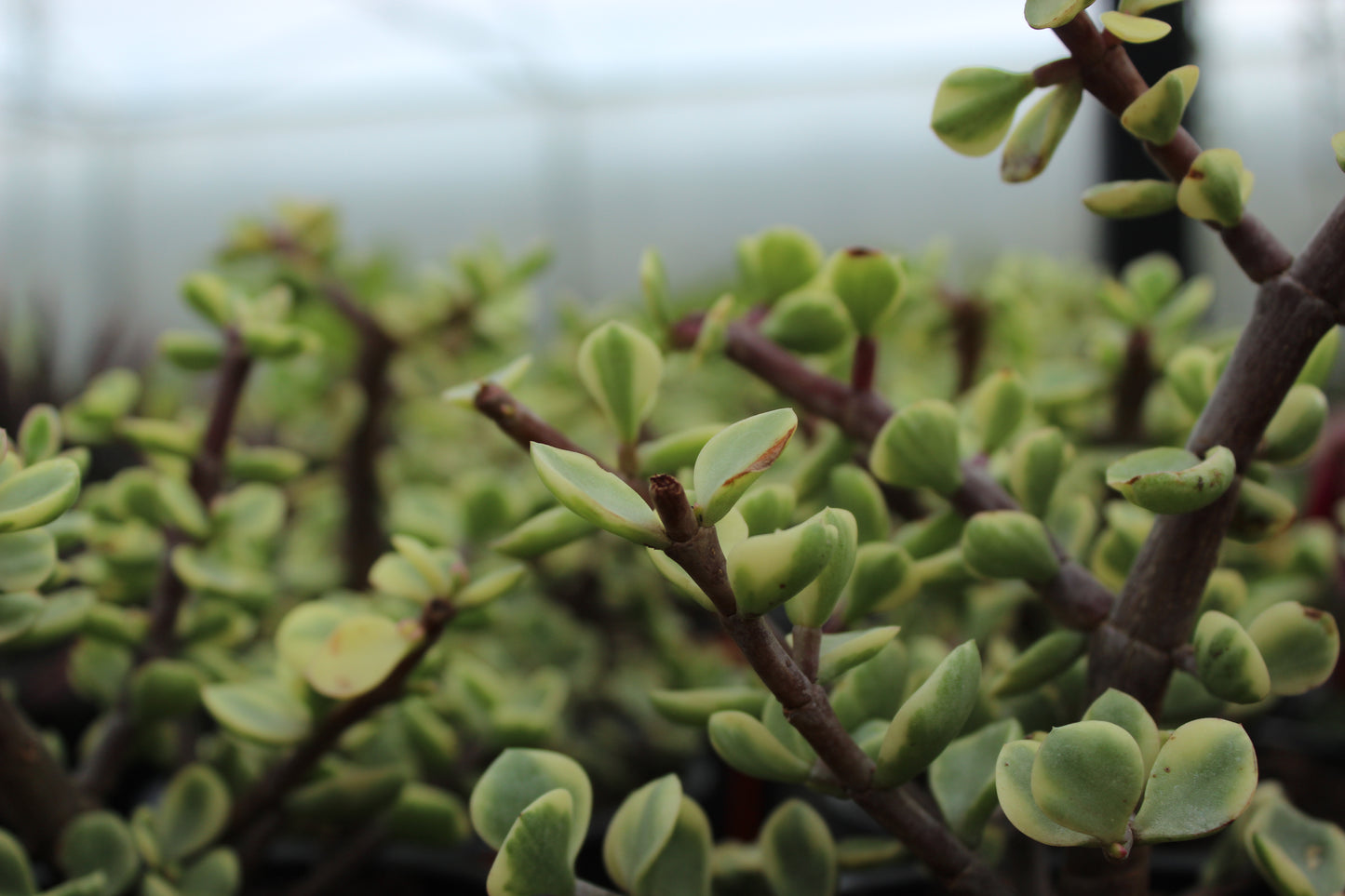 Portulacaria afra Variegata 3