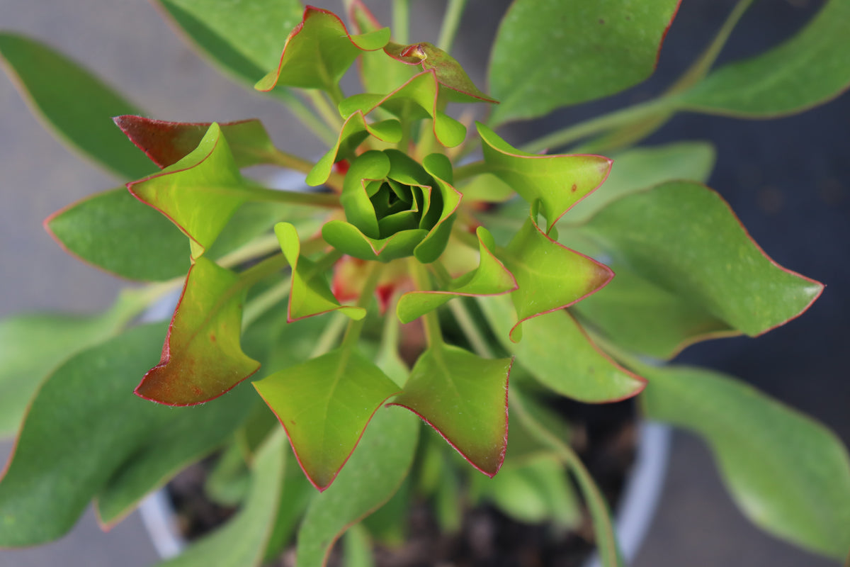 Protea Cynaroides