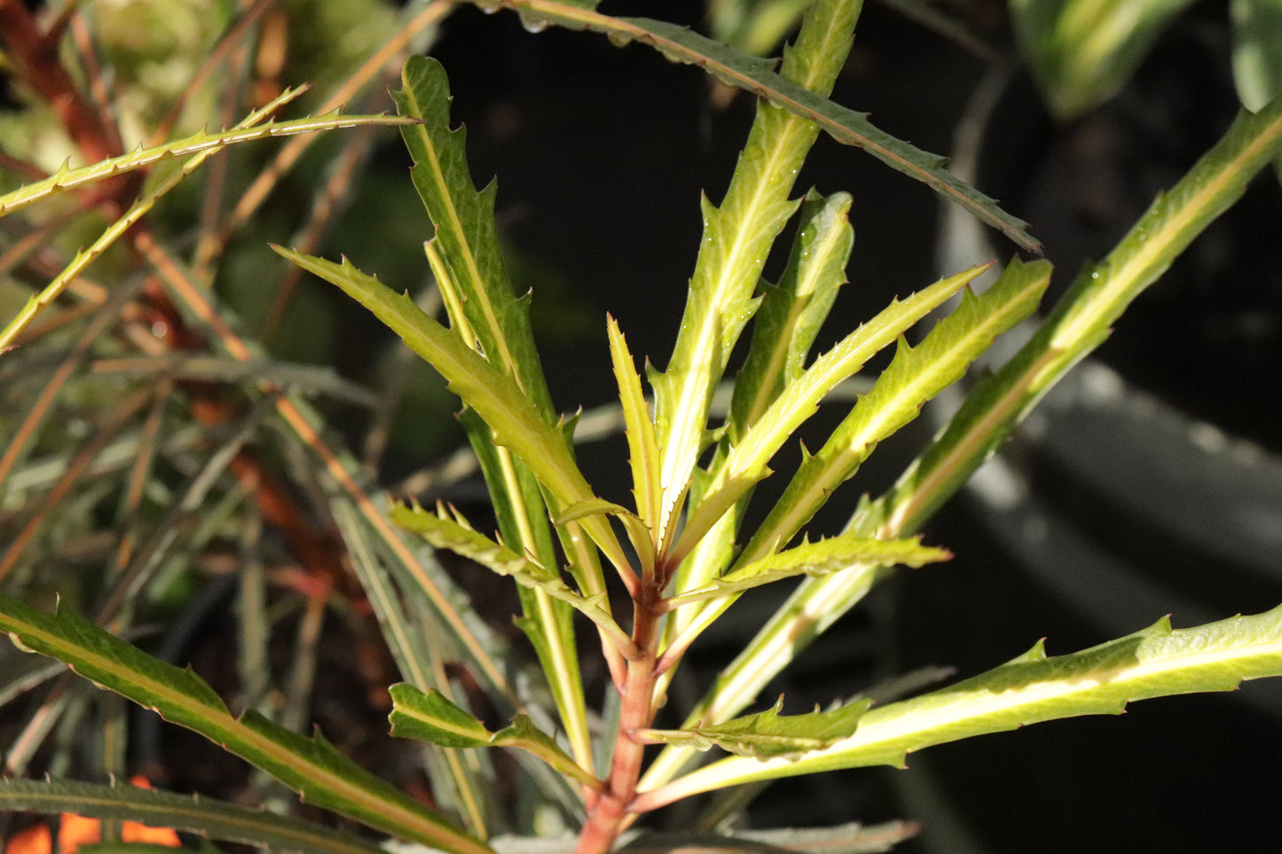 Pseudopanax Fiddlesticks 4