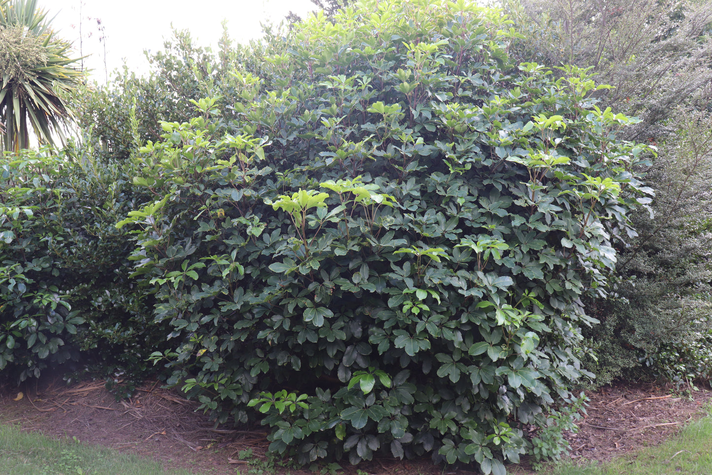 Pseudopanax cyil watson 4