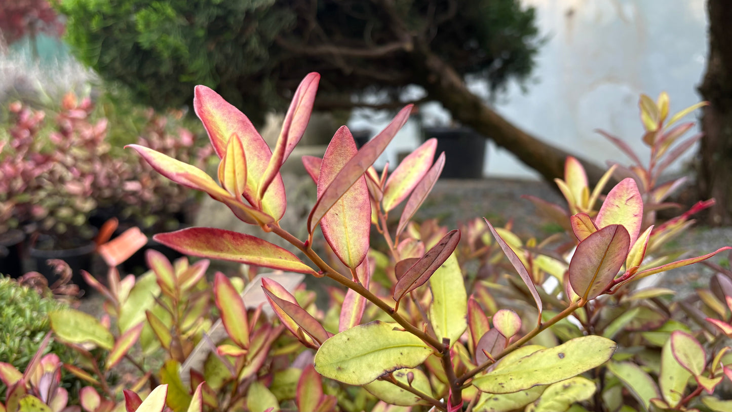 Pseudowintera colorata 2