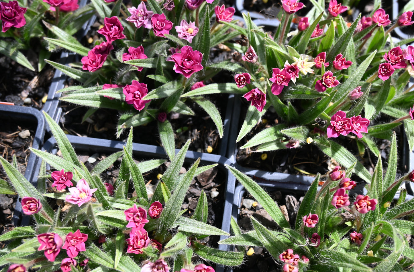 Rhodohypoxis Kiwi Red