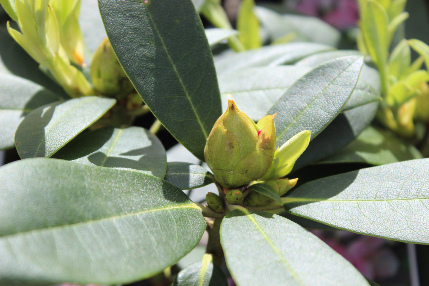 Rhododendron Doc
