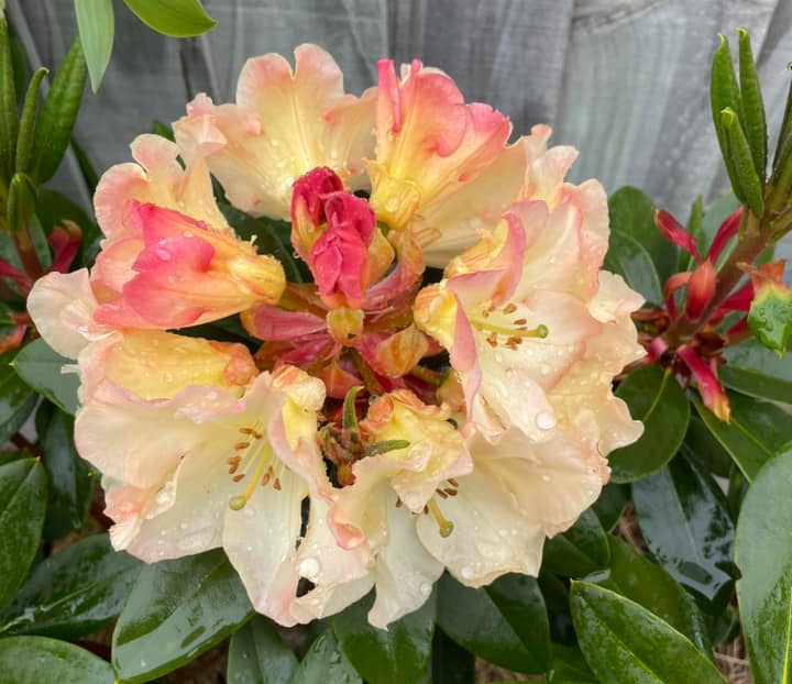 Rhododendron Horizon Monarch – Texture Plants, Landscapes, Lush Lawns  Christchurch