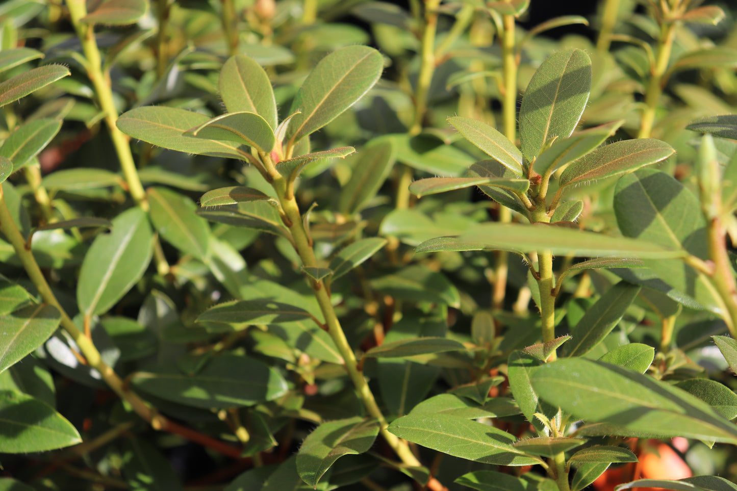 Rhododendron Lemon Mist