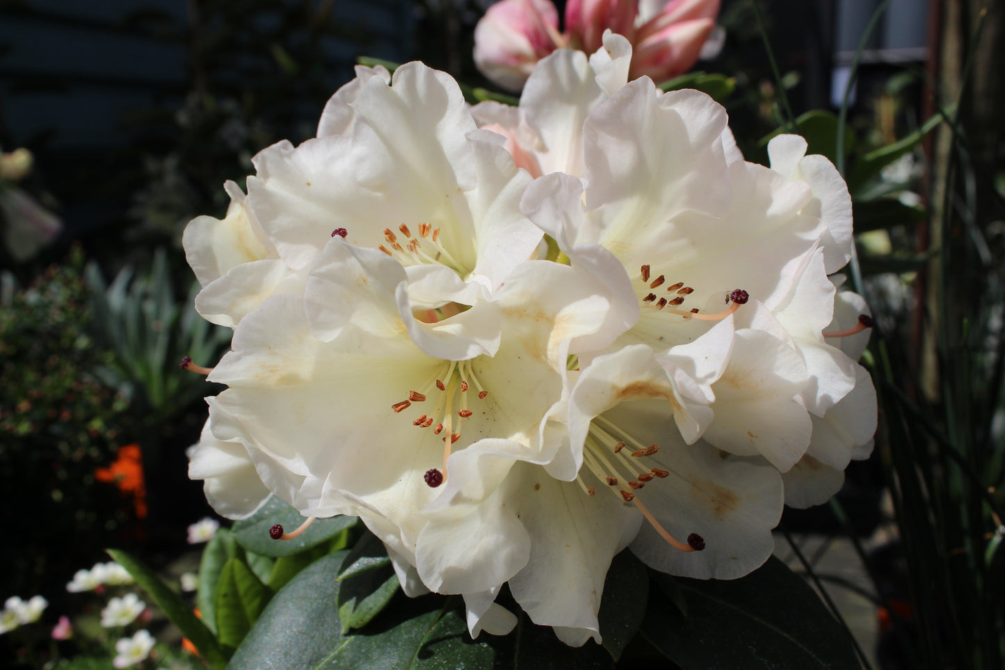 Rhododendron Unique 3