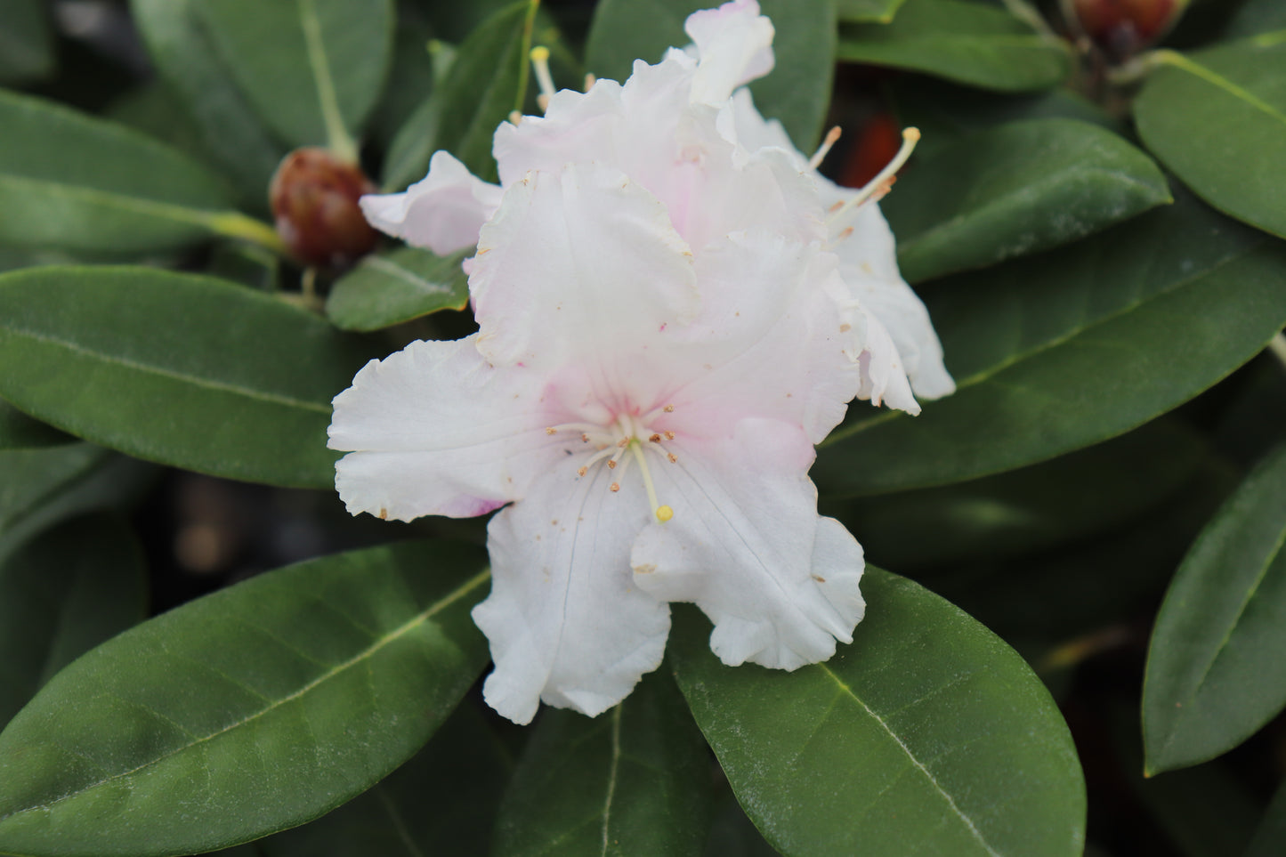 Rhododendron Yak x Helene Schiffner 2