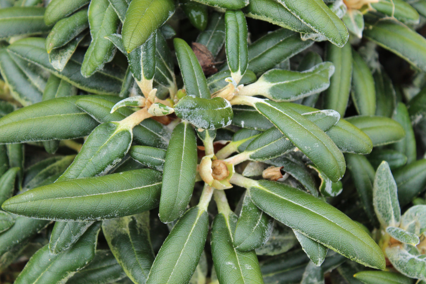 Rhododendron yakushimanum FCC