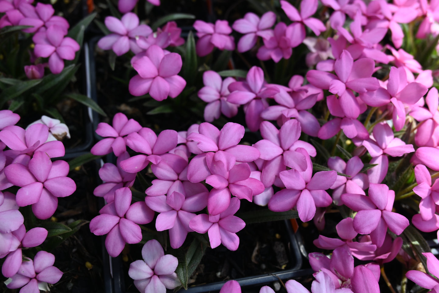 Rhodohypoxis Fred Broome 2