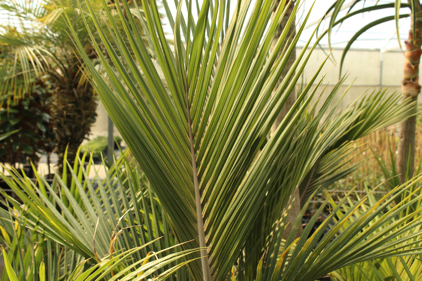 Rhopalostylis sapida Oceania