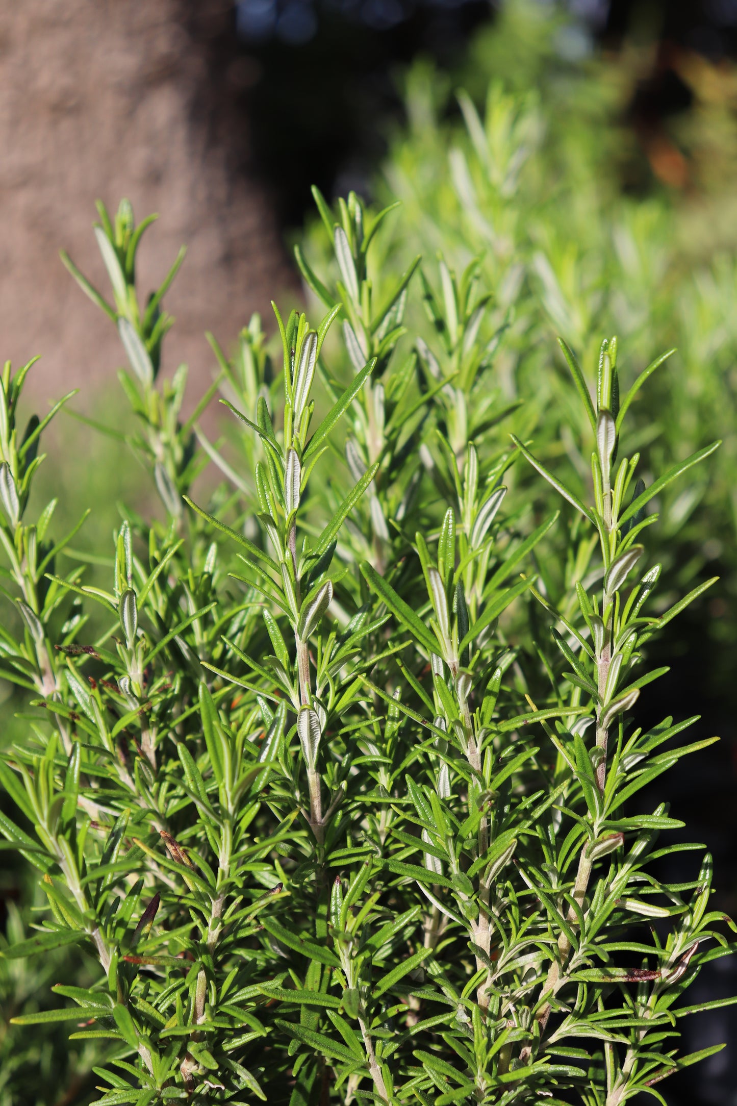 Rosmarinus Tuscan Blue 2