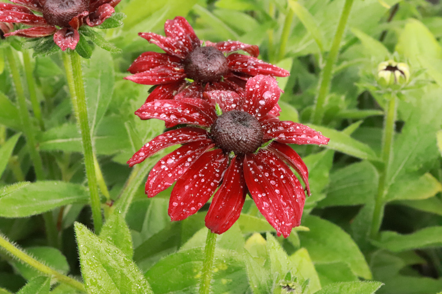 Rudbeckia Cherry Brandy