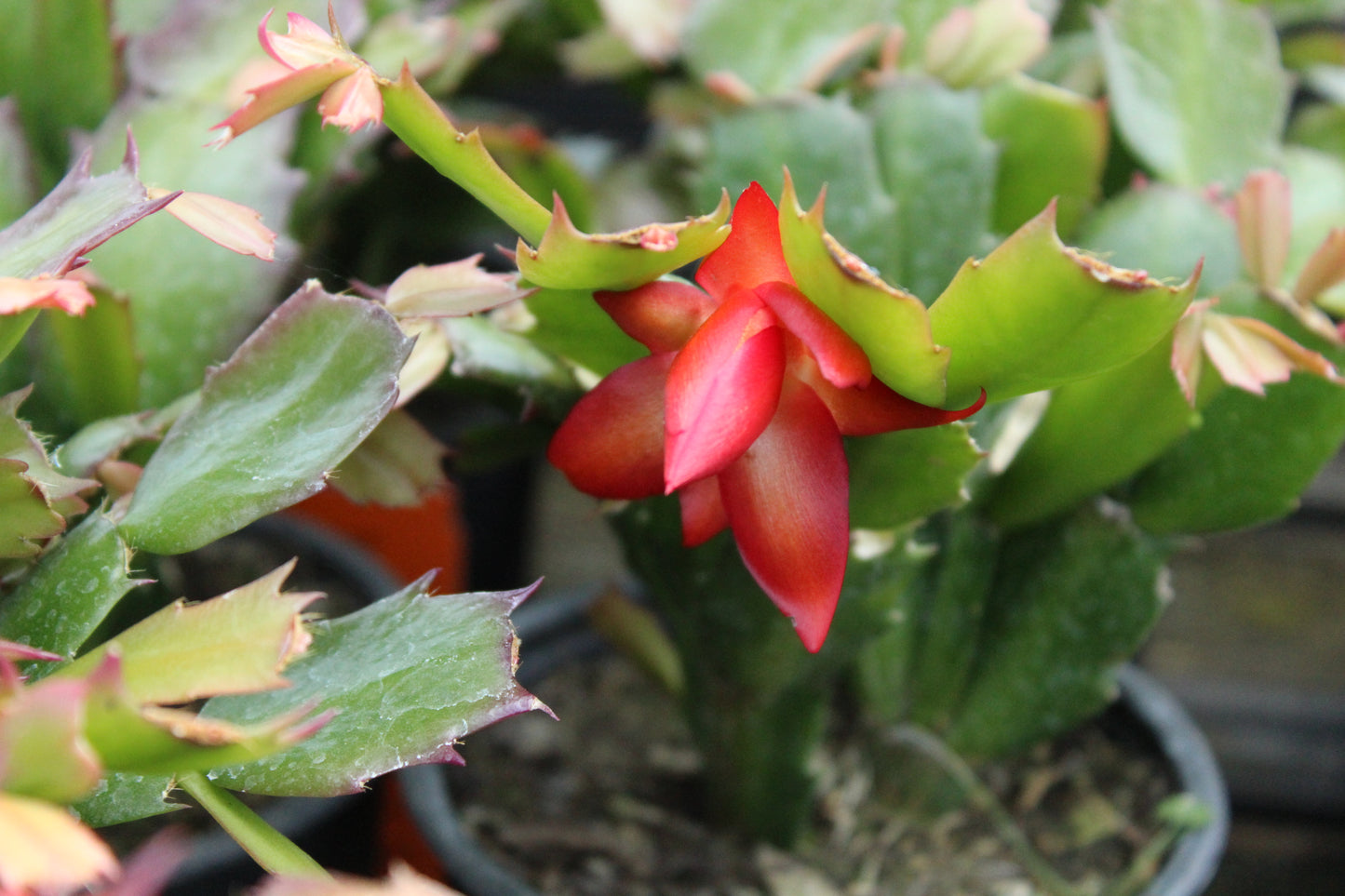 Schlumbergera truncatus 1L