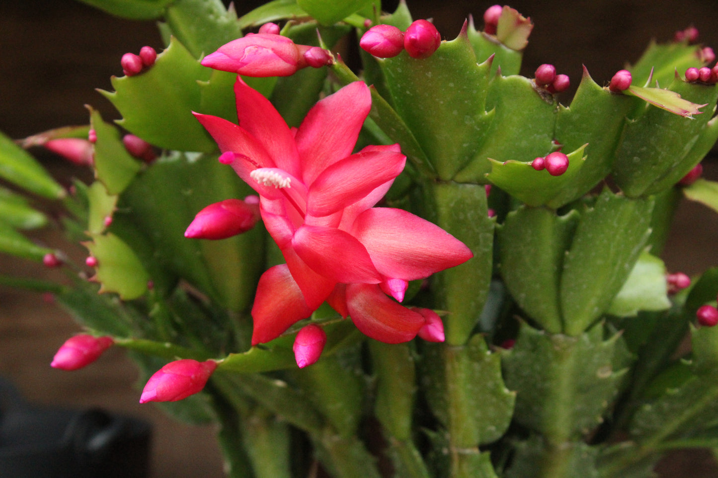 Schlumbergera truncatus Basket