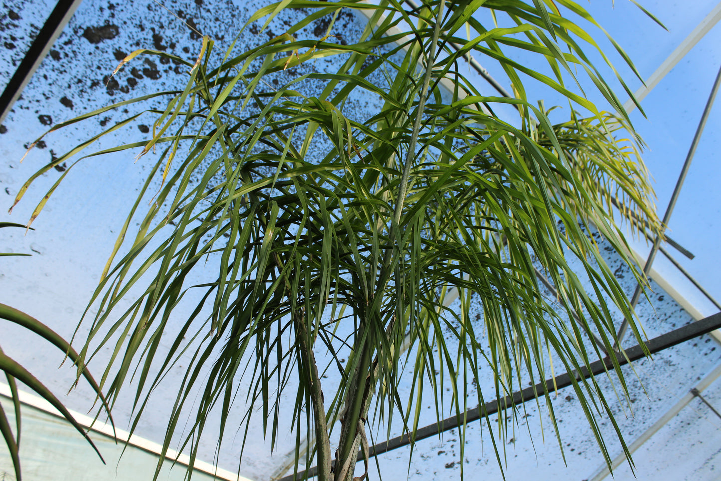 Syagrus romanzoffiana