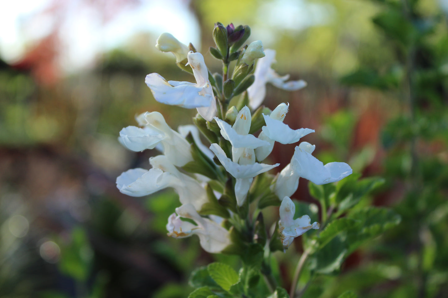 Salvia Glare flowers