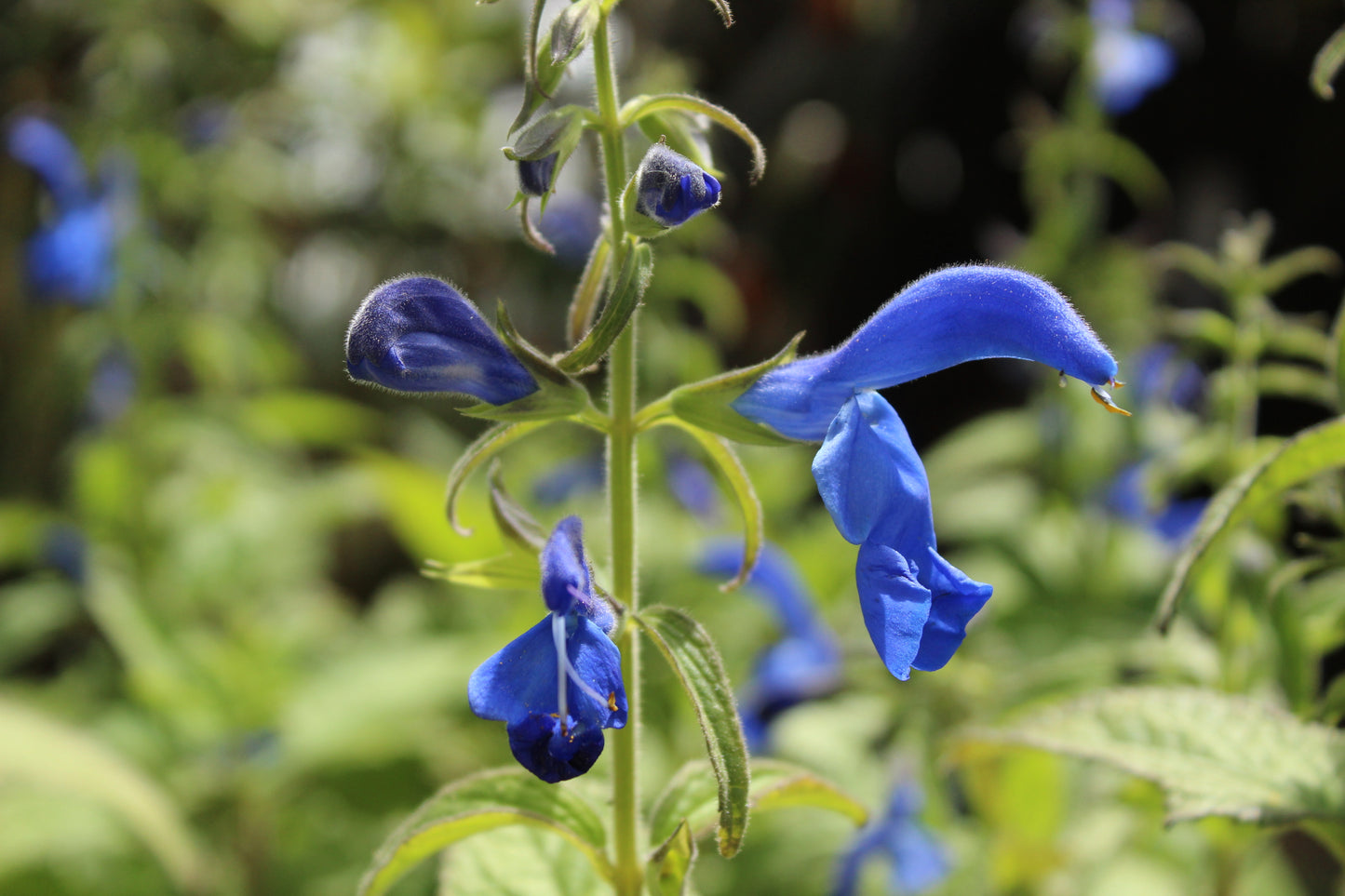 Salvia patens Deep Blue