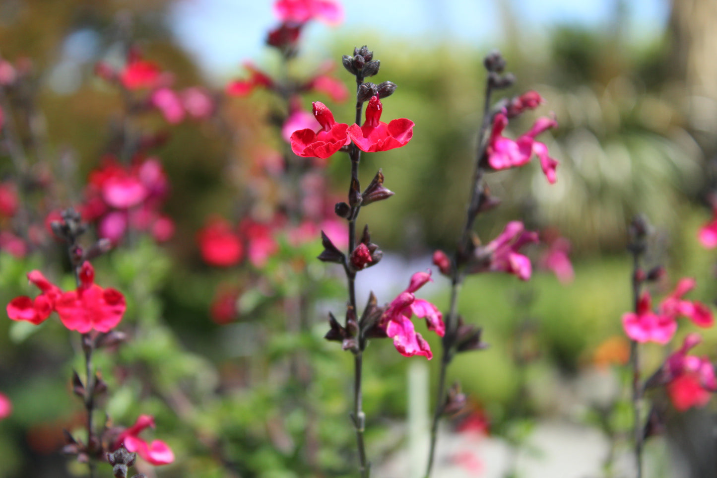 Salvia riverton red