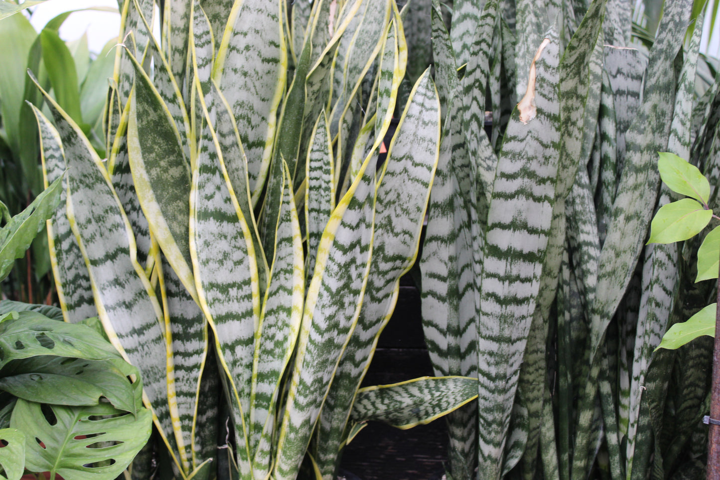 Sansevieria t. 'Laurentii'