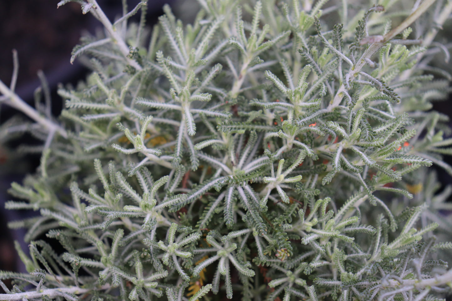 Santolina rosmarinifolius Primrose Gem