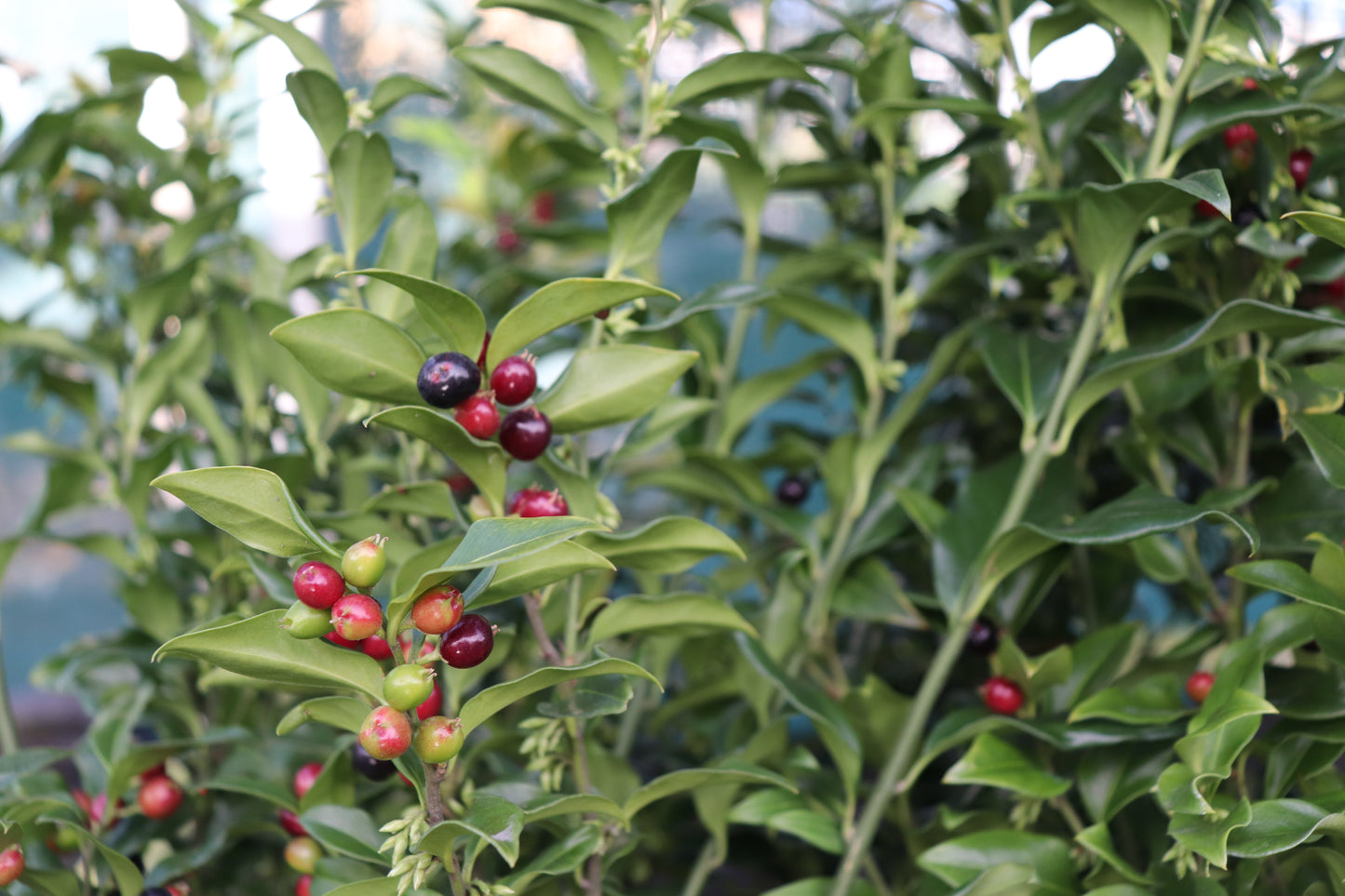 Sarcococca confusa 2