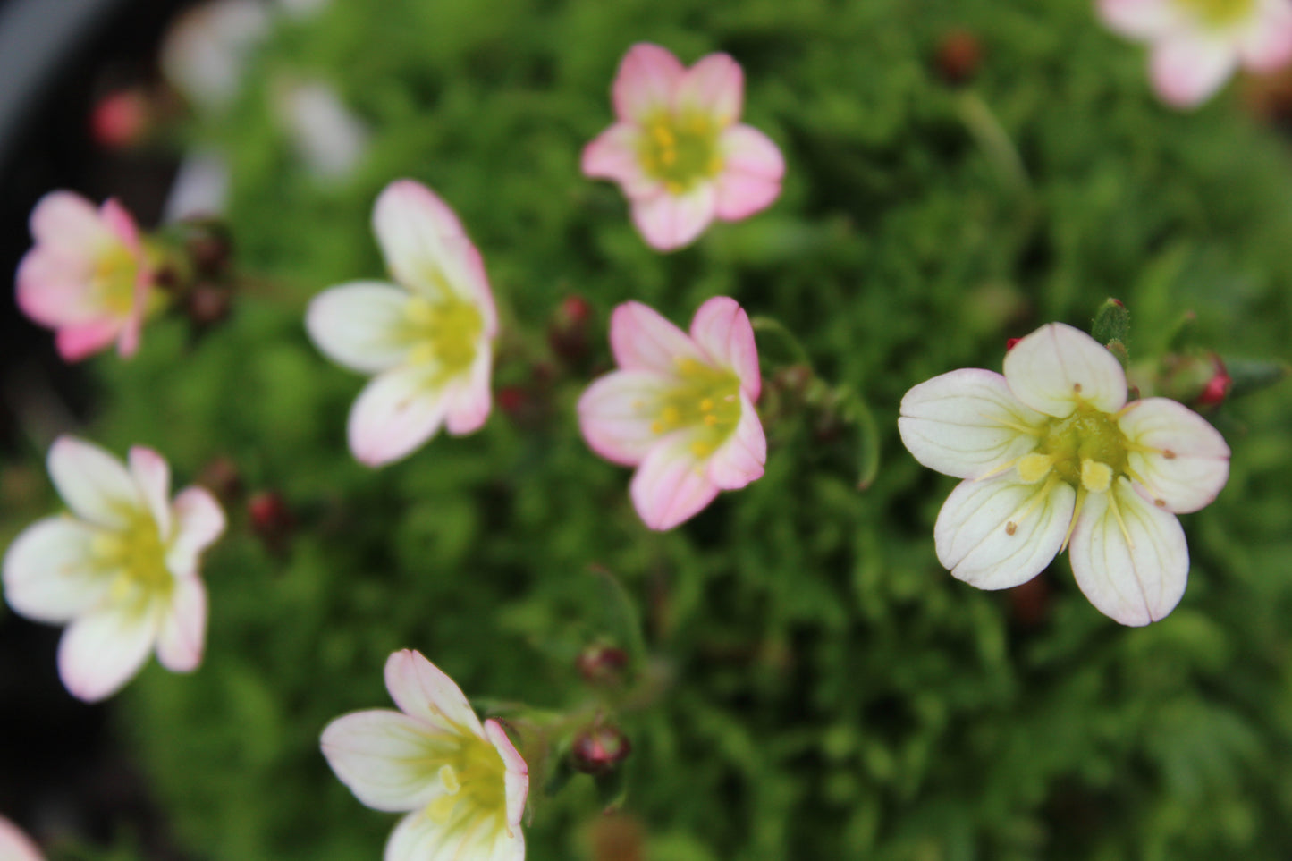 Saxifraga peter pan 4