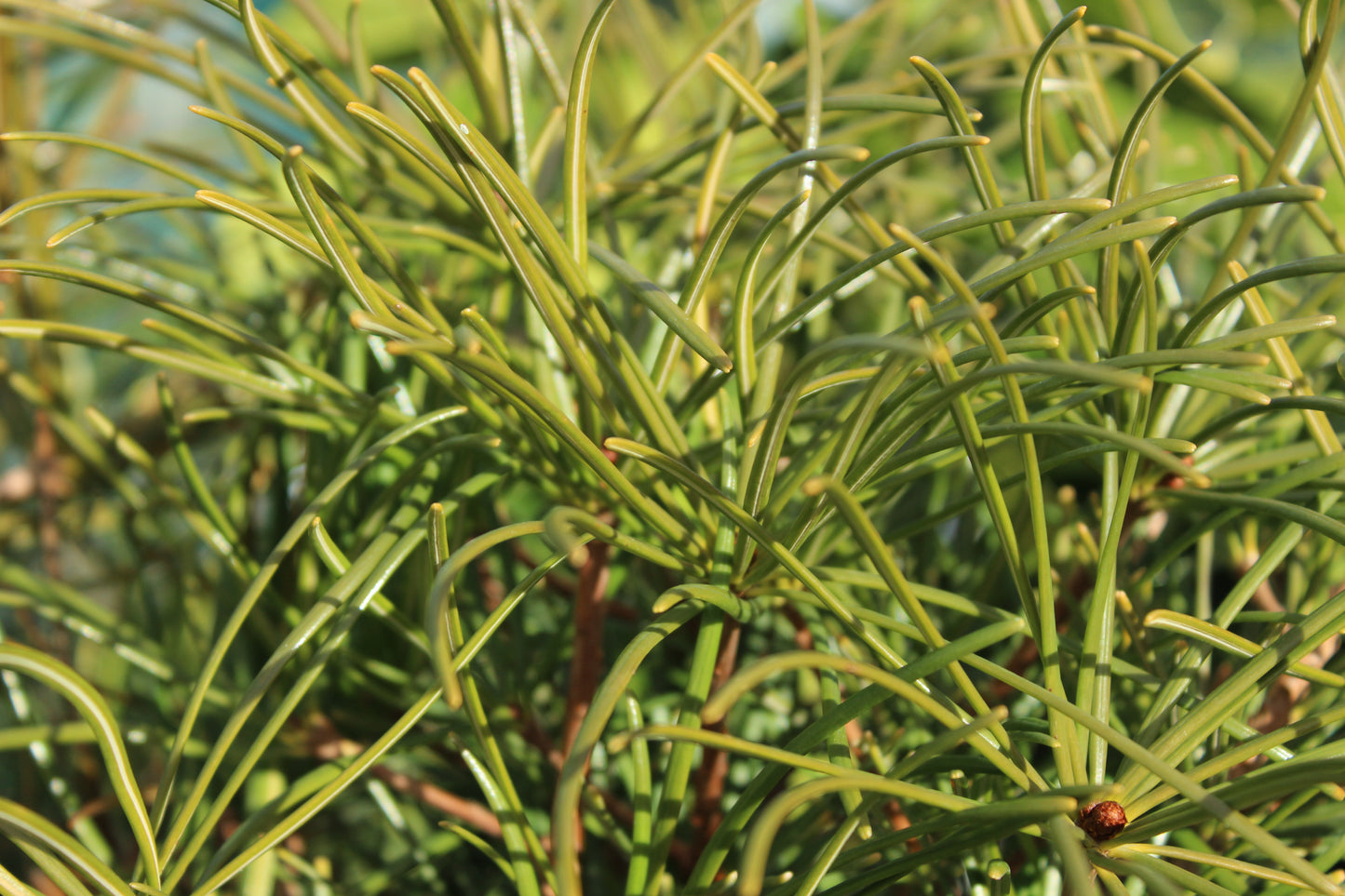 Sciadopitys verticillata