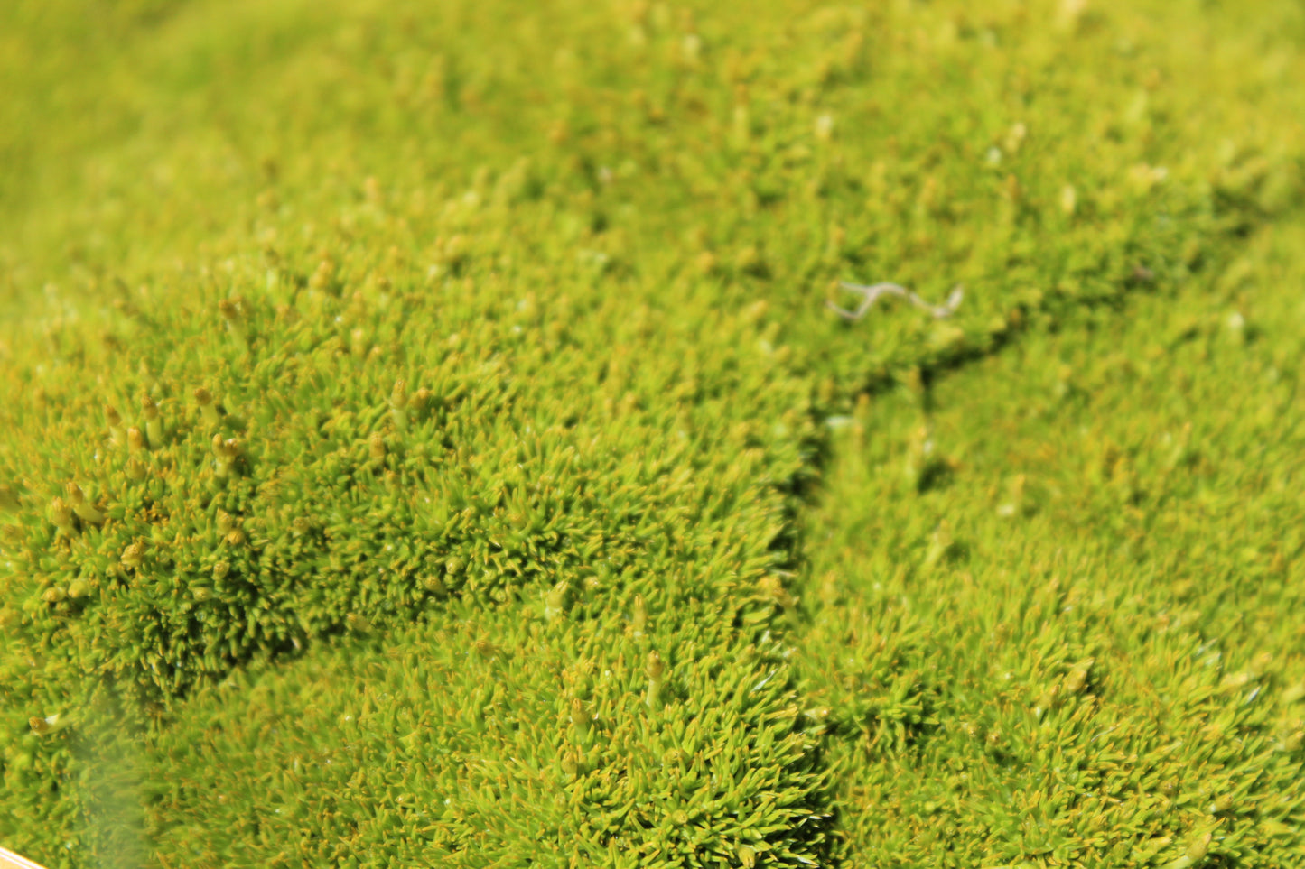 Scleranthus uniflorus