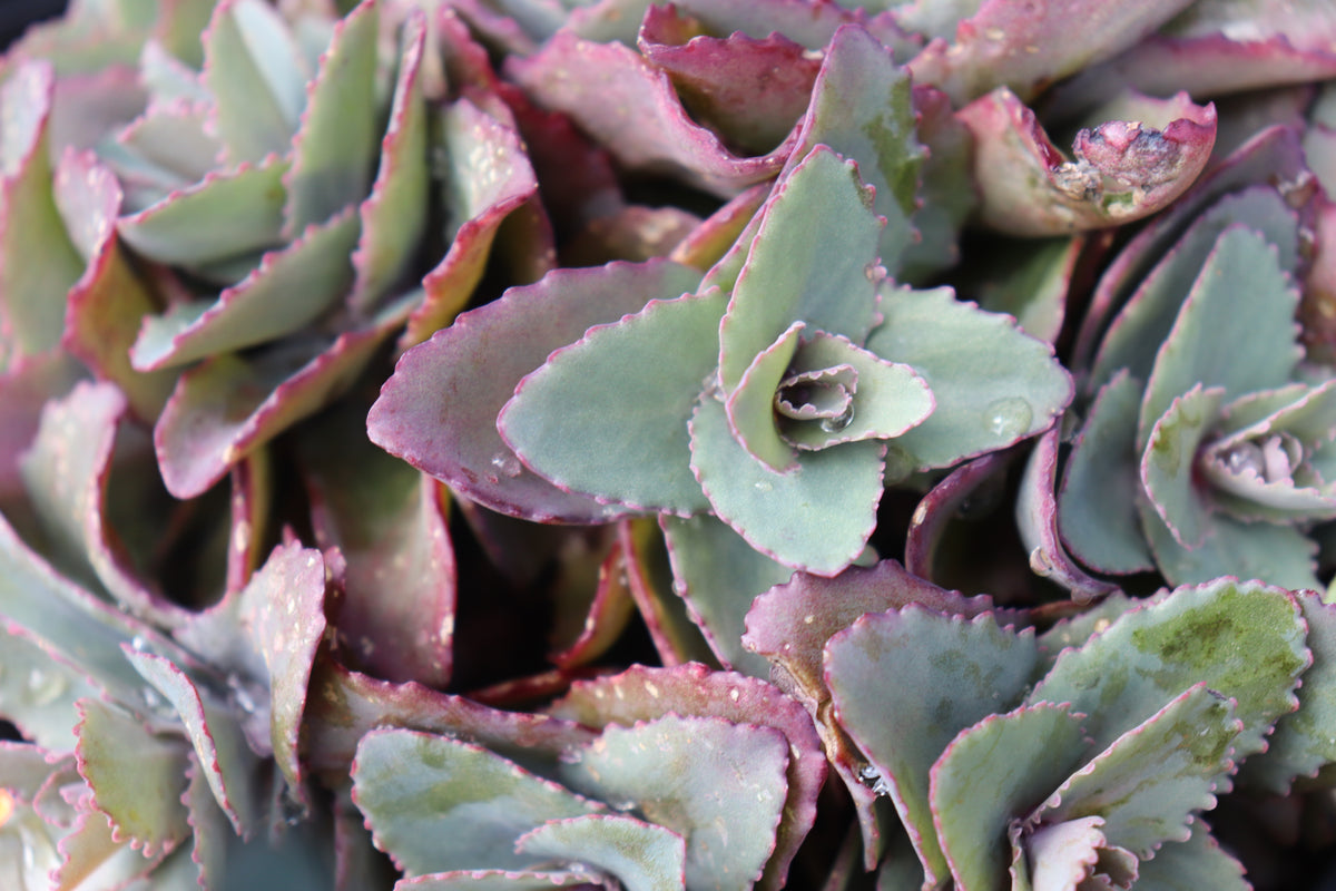 Sedum Coral Jade