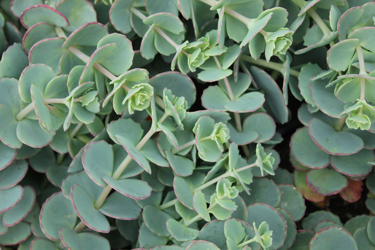 Sedum Sieboldii 2
