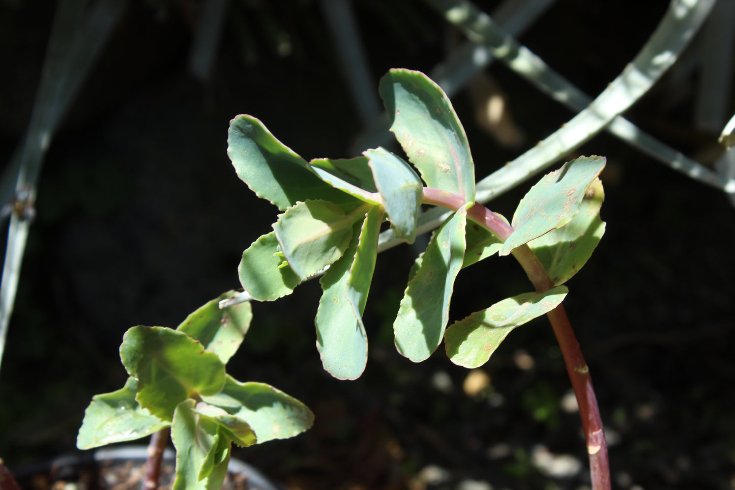 Sedum Vera Jameson