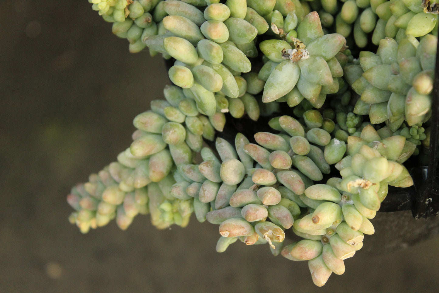 Sedum burrito