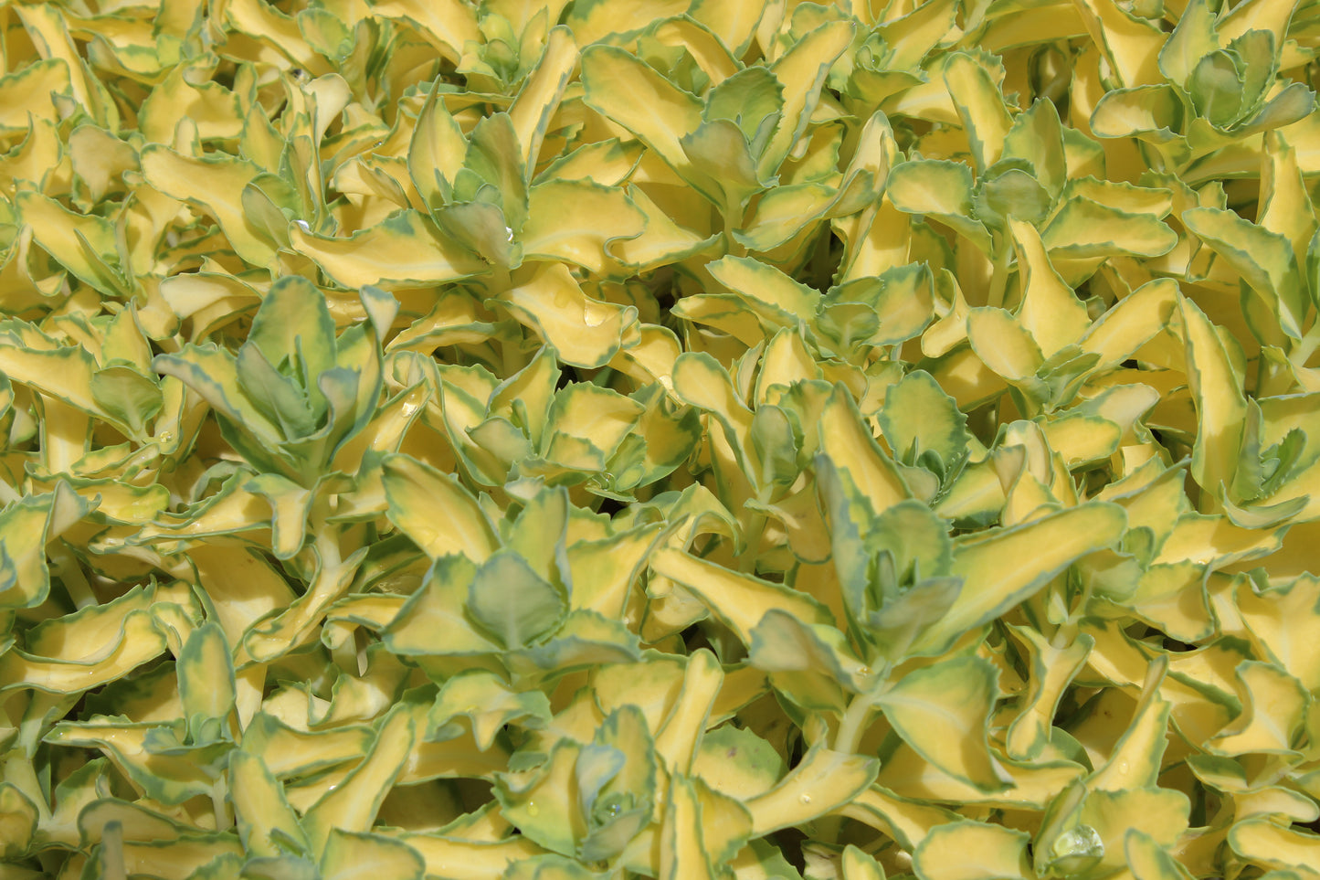 Sedum spectabile Variegatum 2