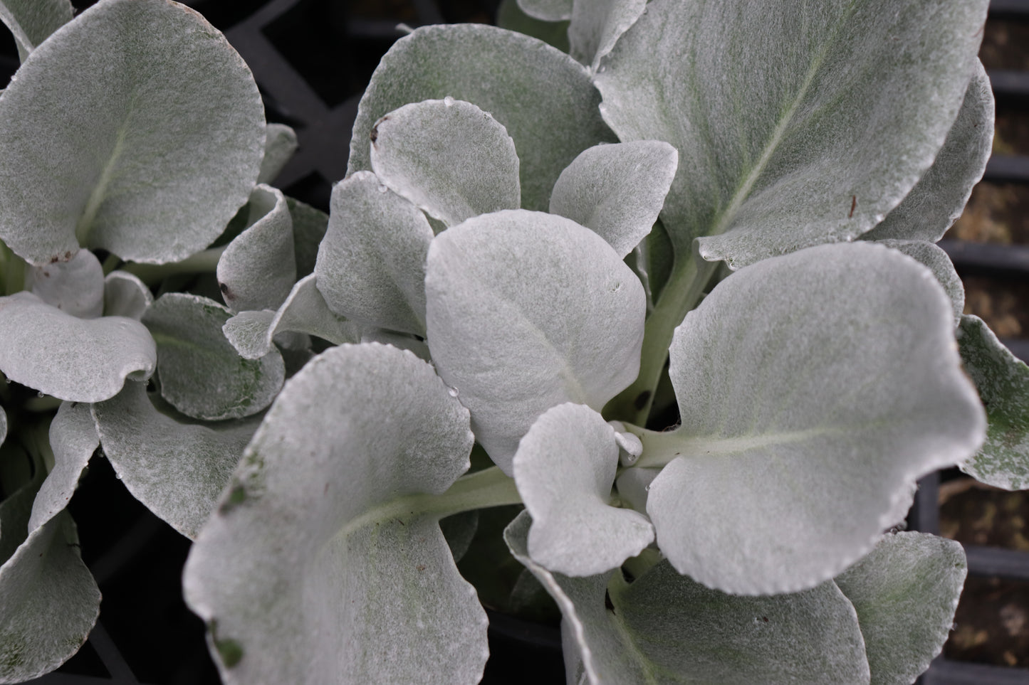 Senecio Angel Wings