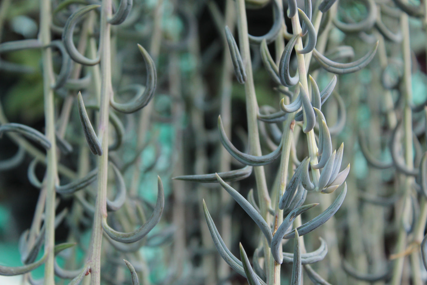 Senecio radicans.