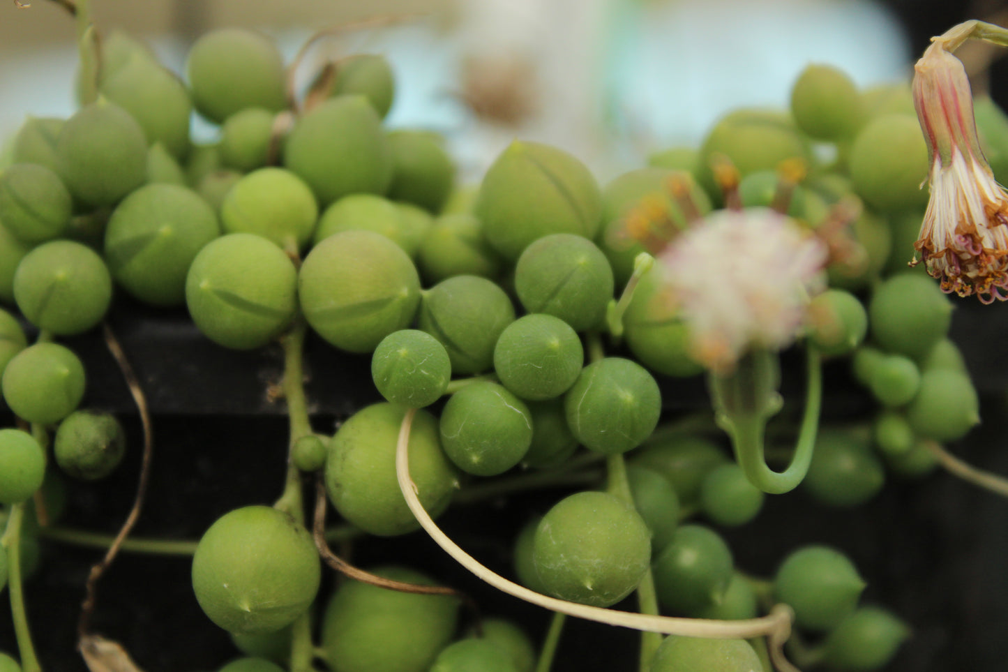 Senecio rowleyanus 2