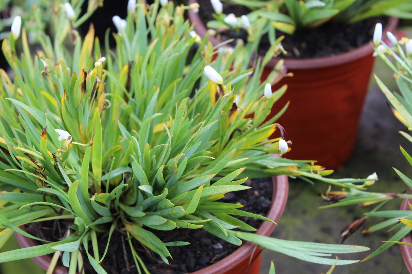 Sisyrinchium snow bells