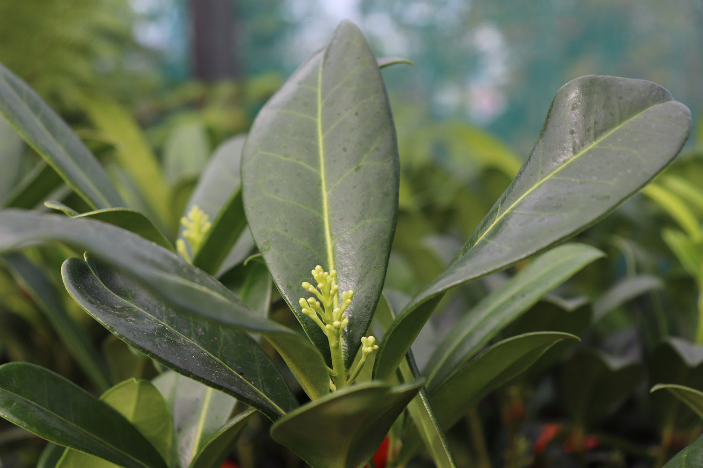 Skimmia c. Kew Green 2