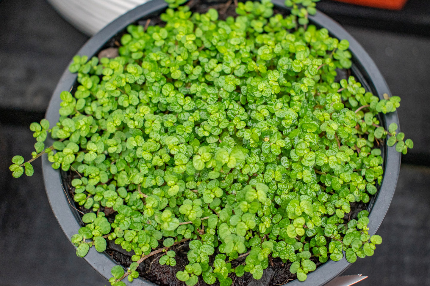 Soleirolia soleirolii 3