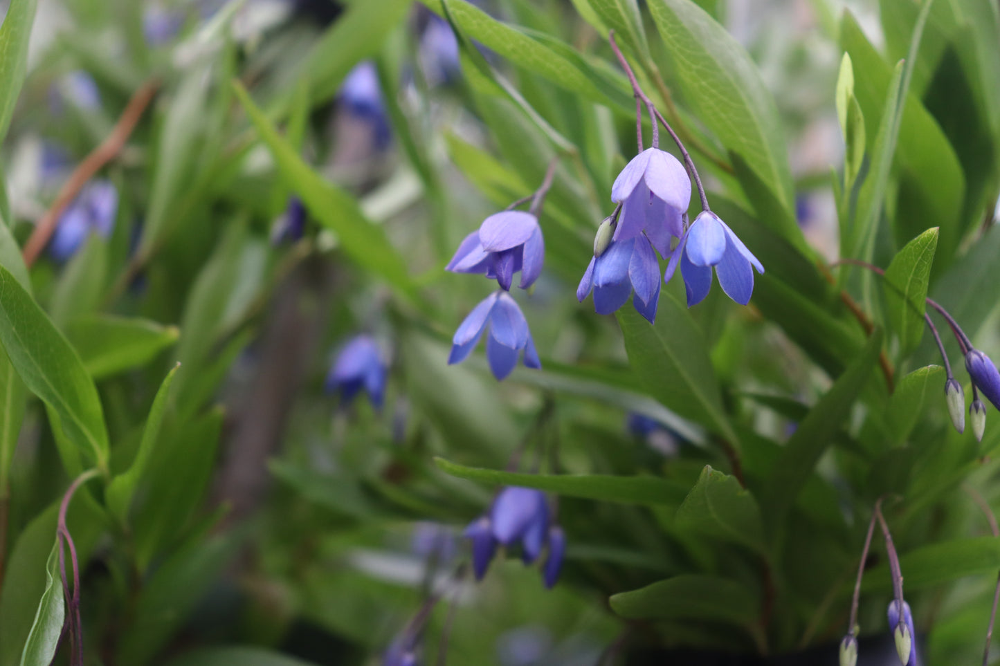 Sollya heterophylla Blue 5