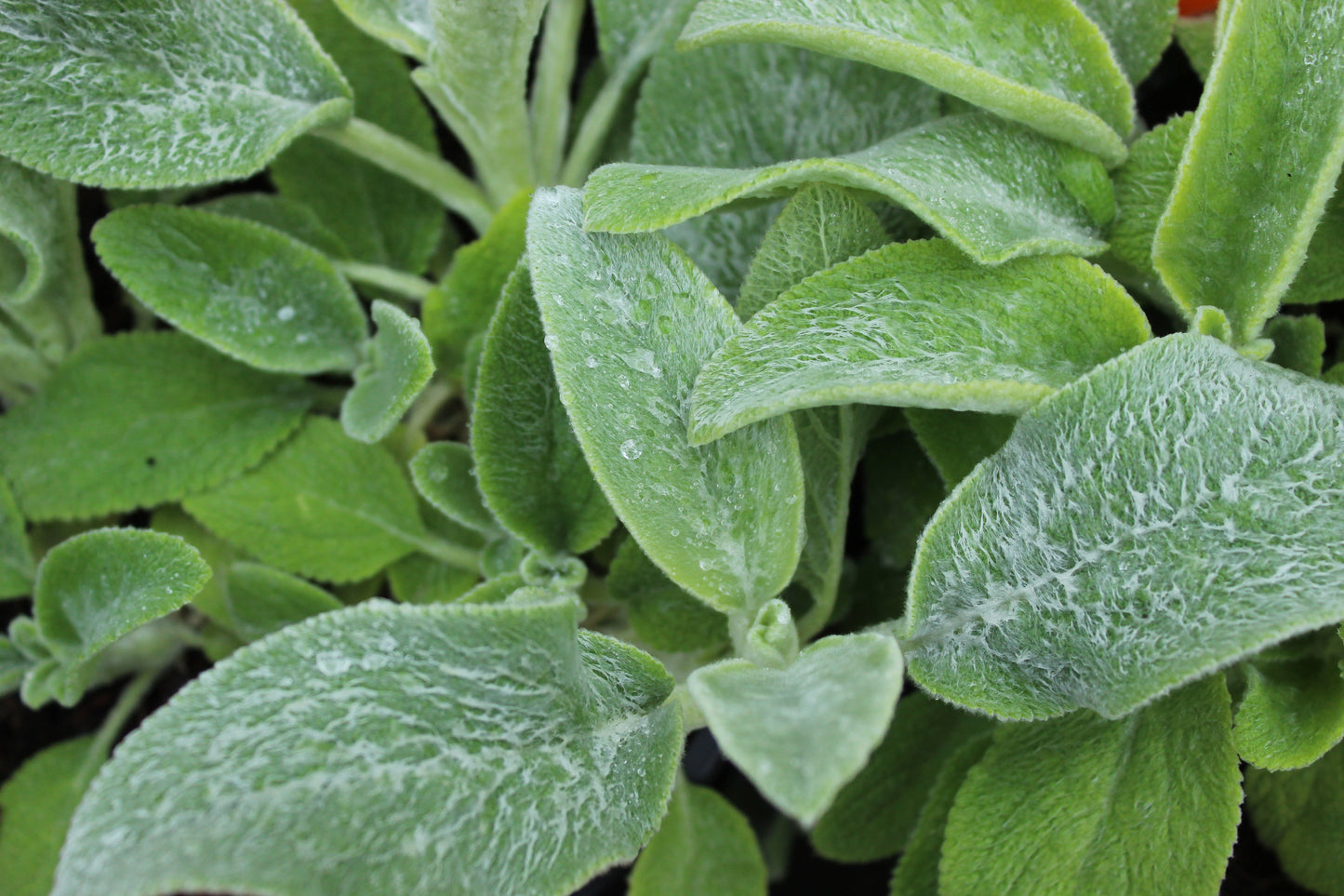 Stachys byzantina Limelight 2