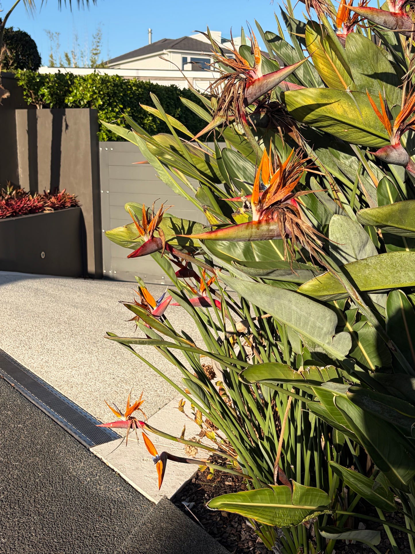 Strelitzia reginae 6