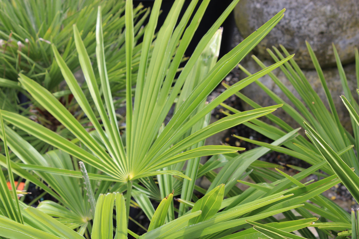 Trachycarpus fortunei