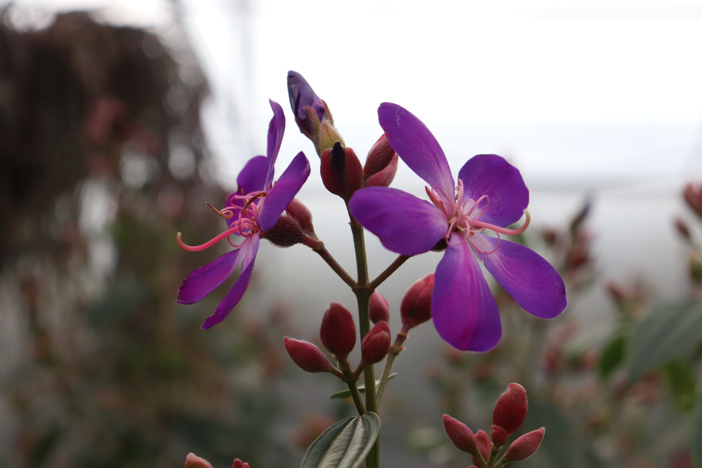 Tibouchina granulosa Carolyn 4
