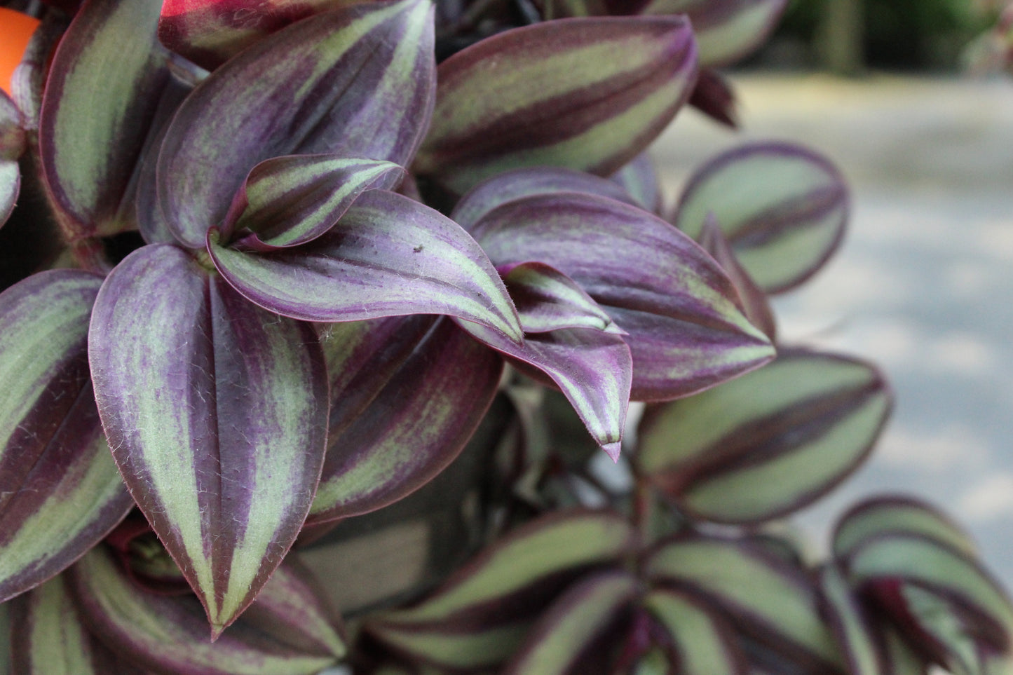 Tradescantia Zebrina