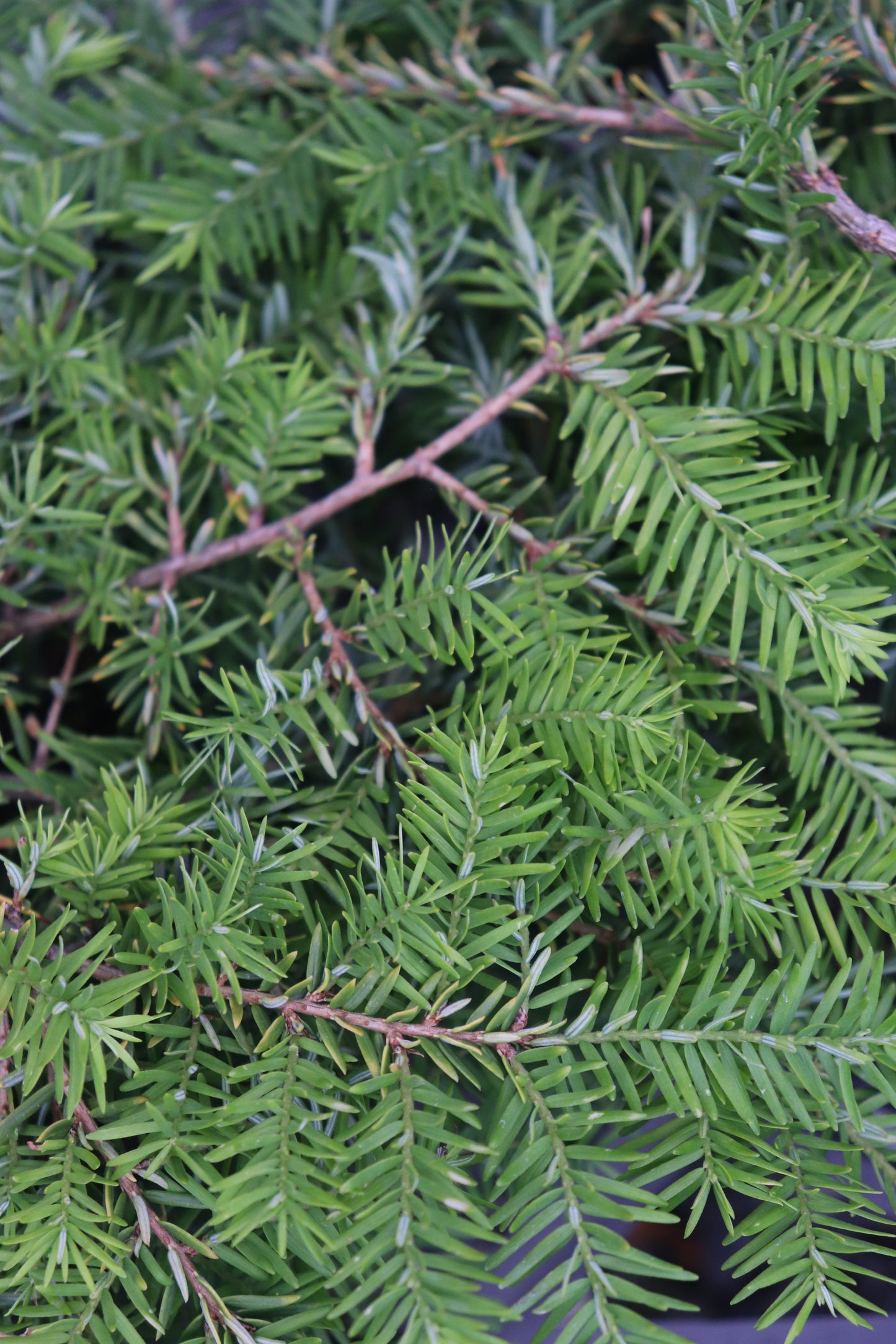 Tsuga canadensis Pendula