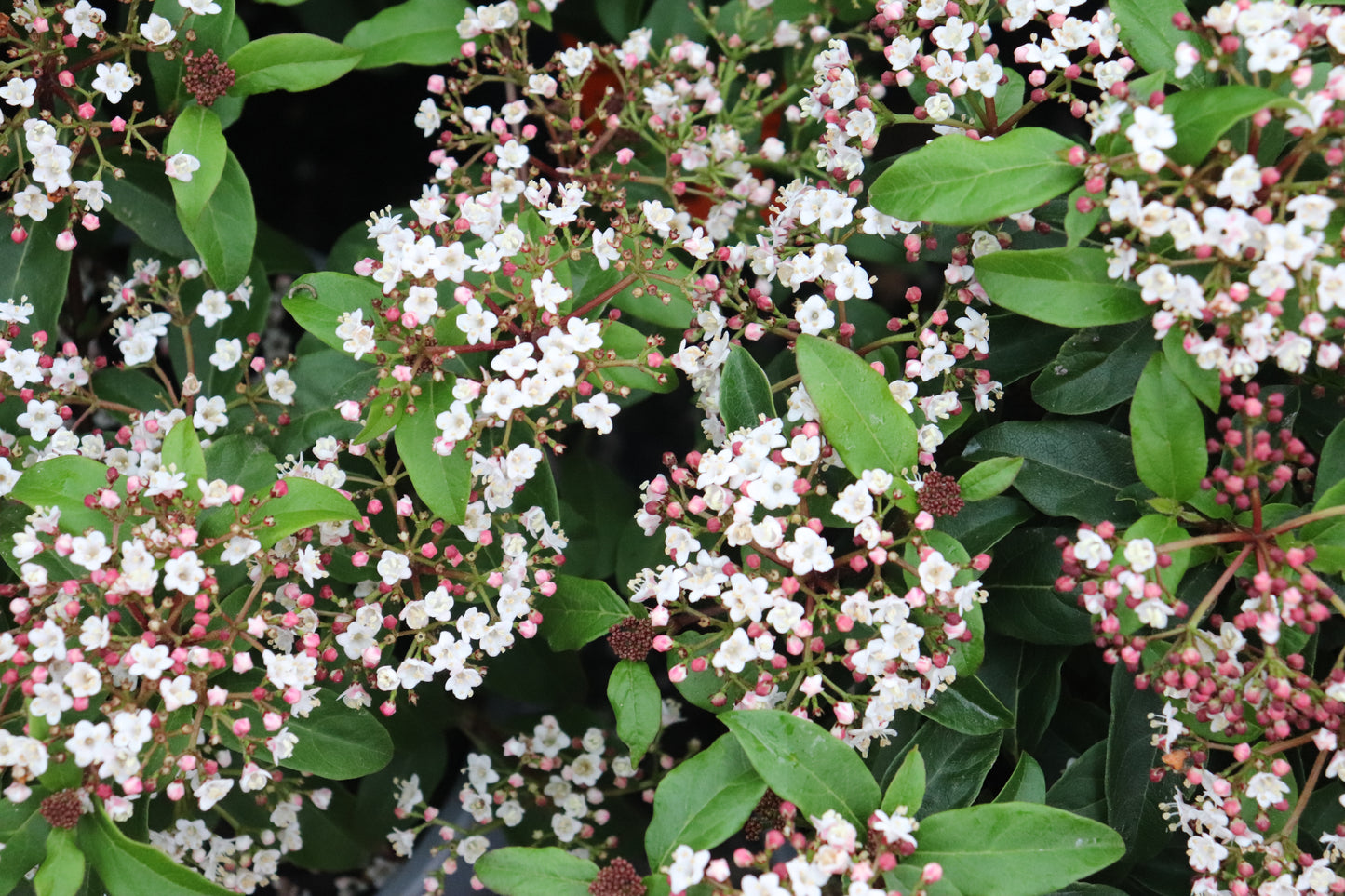 Viburnum Emerald Beauty 4