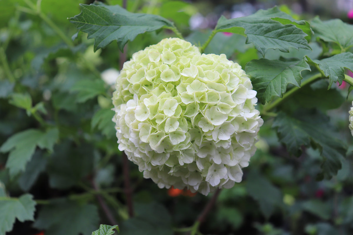 Viburnum opulus Sterile 2